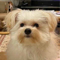 犬友