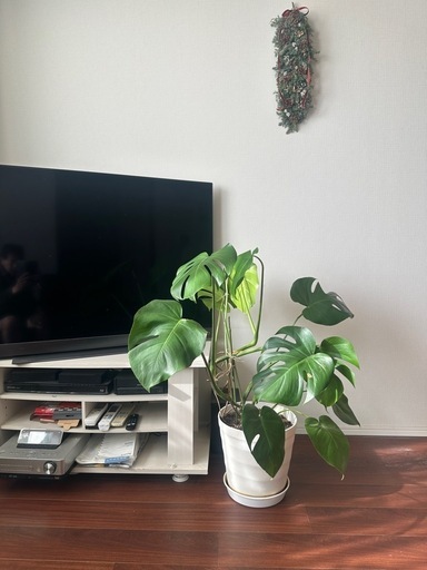 観葉植物モンステラ10号