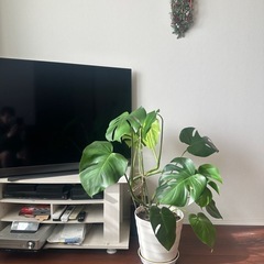 観葉植物モンステラ10号