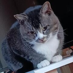 保護猫まるちゃんたくさんのお問い合わせありがとうございました。