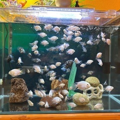 熱帯魚(プラチナパロット、ブルータイガーパロット)の画像