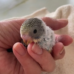 セキセイインコの雛
