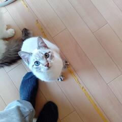 （他の子ですがお迎えありがとうございました）白系の男の子で生後半...
