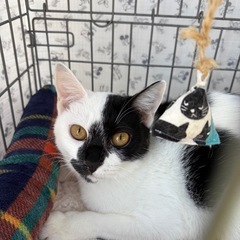 性格満点のりんご猫さん