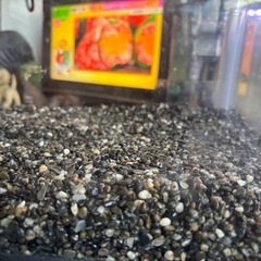 45センチ水槽　上部、底面フィルター（内容変更）の画像