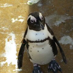 一緒に鳥を見に行きましょう!