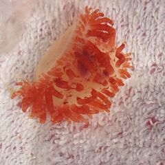 (取引中)天然ユキミノガイの画像