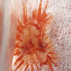 (取引中)天然ユキミノガイの画像