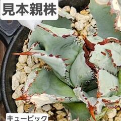 アガベ　キュービック　1鉢⭕人気のポタトラム突然変異(モンストローサ)