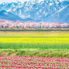 【現5名 残1】4/12 桜旅行　東北or甲信越@旅行仲間募集