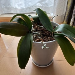 決まりました　差し上げます　胡蝶蘭の画像