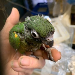 手乗り赤尾ウロコインコ雛可愛い50,000円で