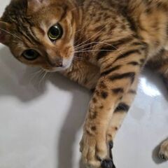 里親募集しています。幸せにしてあげて下さい。
