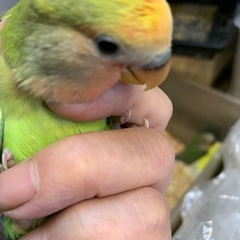 手乗り小桜インコパステルブルーパイド15,000円で可愛い仔ですよ