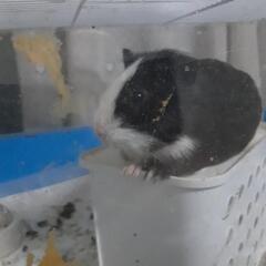 モルモット