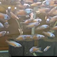 ●ブルーフィンレッドフレームパラダイスフィッシュ　闘魚　発送ok🎁の画像