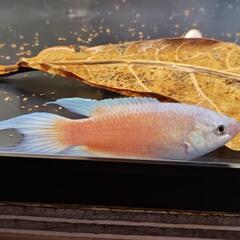 ●ブルーフィンレッドフレームパラダイスフィッシュ　闘魚　発送ok🎁の画像