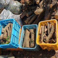 薪ストーブやキャンプなどに柿、桜、椿ほか生木の画像