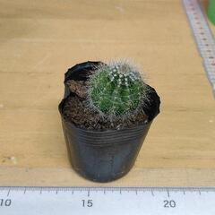 0301-074 【無料】 観葉植物 サボテン