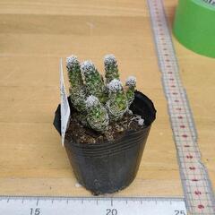0301-076 【無料】 観葉植物 サボテン