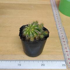 0301-075 【無料】 観葉植物 サボテン