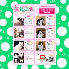 【荒尾・大牟田】猫ちゃん里親募集のポスター