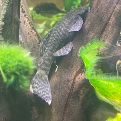 熱帯魚　ブッシープレコ

