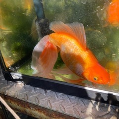 金魚

