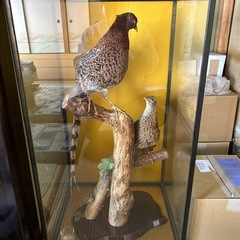 キジの剥製