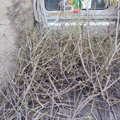 梅の枝剪定枝、焚き付けに如何？