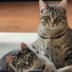 元野良猫(推定10ヵ月位)2匹同時に迎えて下さる方