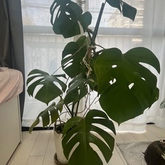 100cm モンステラ・デリシオーサ　観葉植物