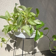 ★観葉植物 　ポトス  マーブルクイーン★の画像