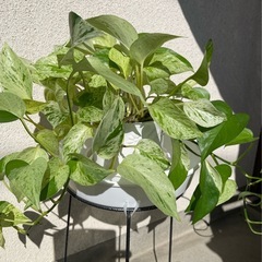 ★観葉植物 　ポトス  マーブルクイーン★