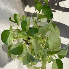 ★観葉植物 　ポトス  マーブルクイーン★の画像