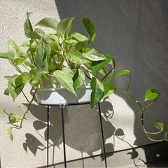 ★観葉植物 　ポトス  マーブルクイーン★の画像