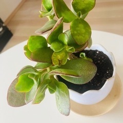 カネノナルキ 多肉植物 観葉植物の画像