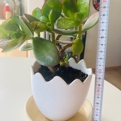 カネノナルキ 多肉植物 観葉植物の画像
