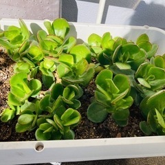 カネノナルキ 多肉植物 観葉植物の画像