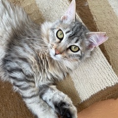 白と薄いキジトラ　とにかく可愛い - 里親募集