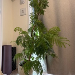 エバーフレッシュ　観葉植物