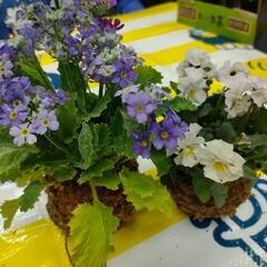 苔玉作りに参加しませんか？