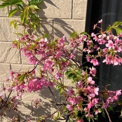 河津桜🌸苗　の画像