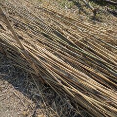 笹竹　ご自由にどうぞ　家庭菜園　支柱等に