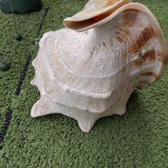 トウムリガイ特大の画像