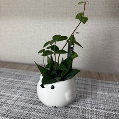 観葉植物(土不使用)ハツユキカズラの画像