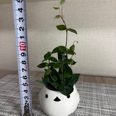 観葉植物(土不使用)ハツユキカズラの画像