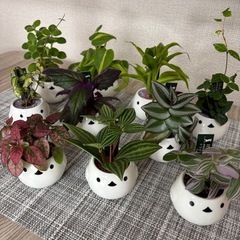 観葉植物(土不使用)ハツユキカズラの画像