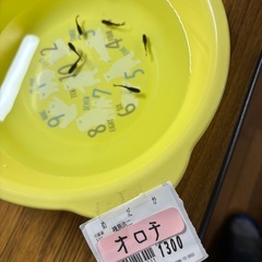 めだか、メダカの画像