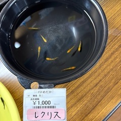 めだか、メダカの画像